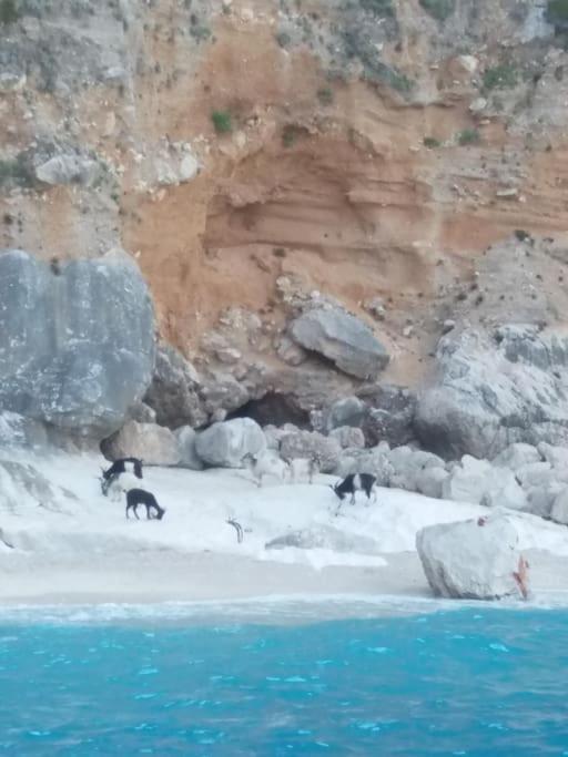 Dommu Amsicora Daire Baunei Dış mekan fotoğraf